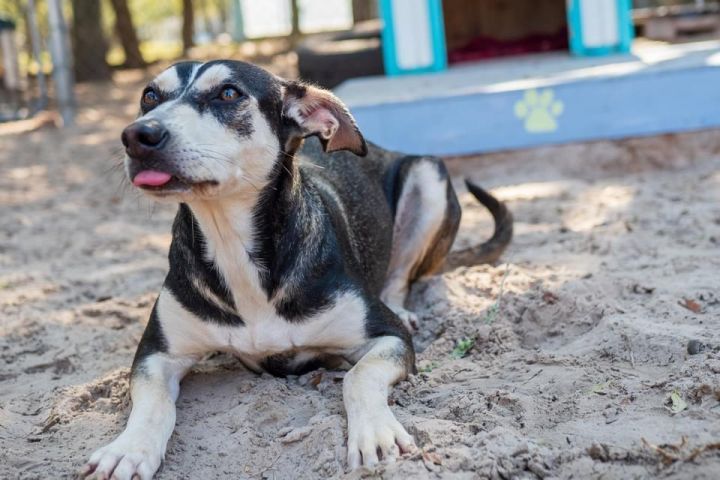 Tot, an adoptable Boston Terrier & German Shepherd Dog Mix in Fulton, TX_image-4