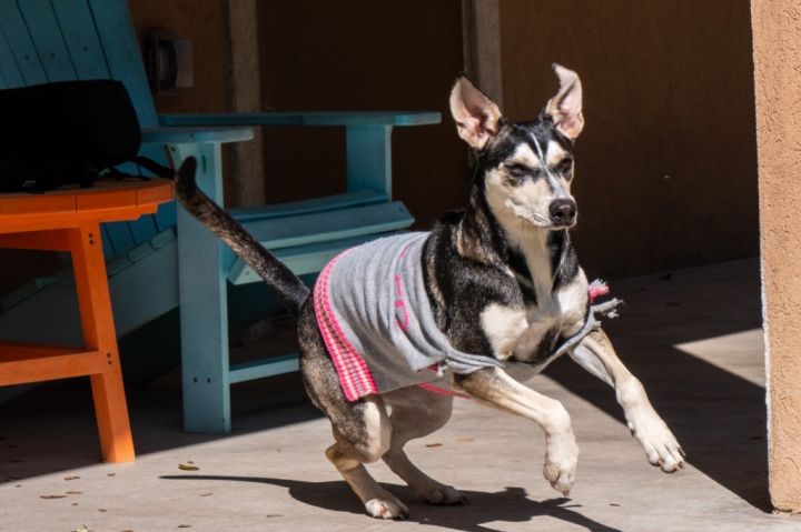 Tot, an adoptable Boston Terrier & German Shepherd Dog Mix in Fulton, TX_image-5