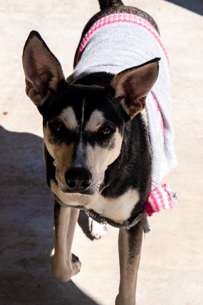 Tot, an adoptable Boston Terrier & German Shepherd Dog Mix in Fulton, TX_image-6