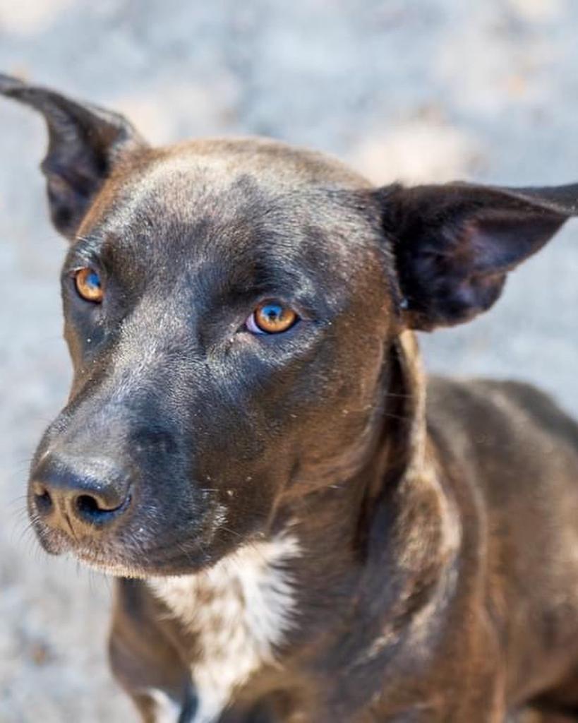 Charlotte, an adoptable Labrador Retriever, Cattle Dog in Fulton, TX, 78358 | Photo Image 1