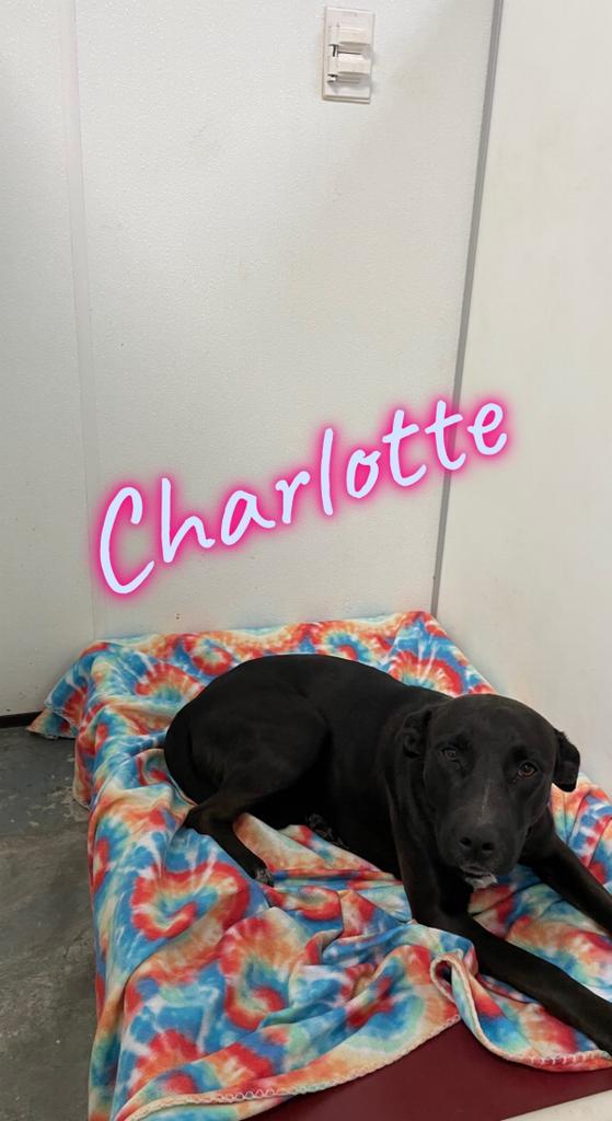 Charlotte, an adoptable Labrador Retriever, Cattle Dog in Fulton, TX, 78358 | Photo Image 2