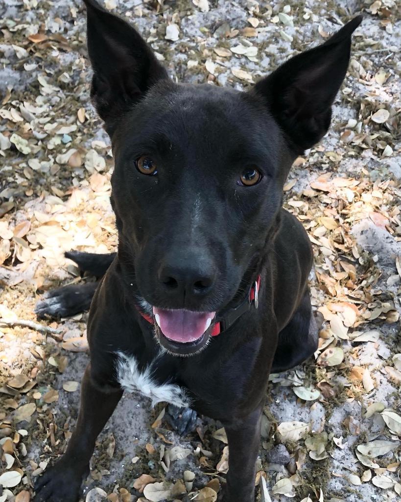 Charlotte, an adoptable Labrador Retriever, Cattle Dog in Fulton, TX, 78358 | Photo Image 3