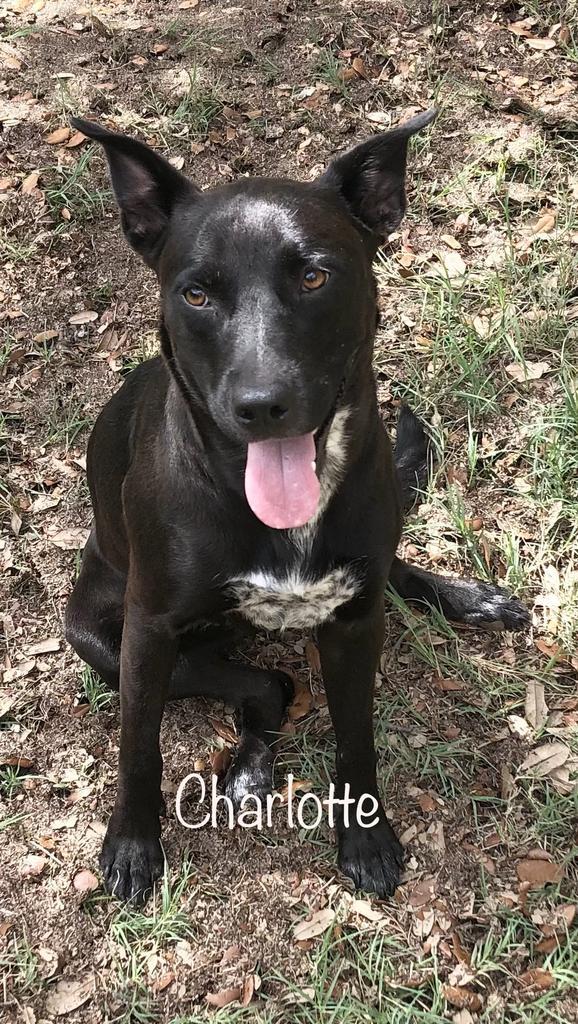 Charlotte, an adoptable Labrador Retriever, Cattle Dog in Fulton, TX, 78358 | Photo Image 4