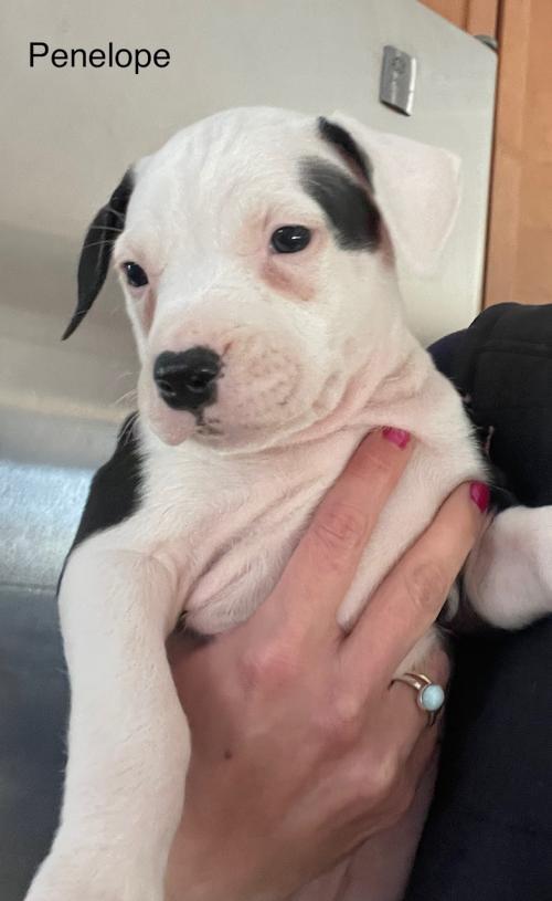 Penelope Priscilla pup avail 3/14