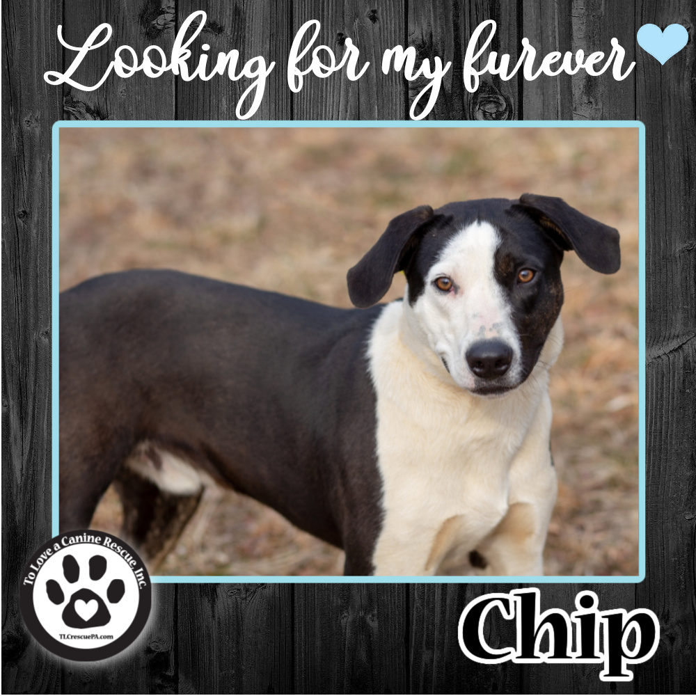 Chip 030522