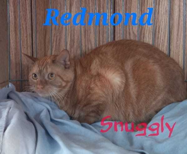 Redmond, an adoptable Tabby in Berkeley Springs, WV, 25411 | Photo Image 1