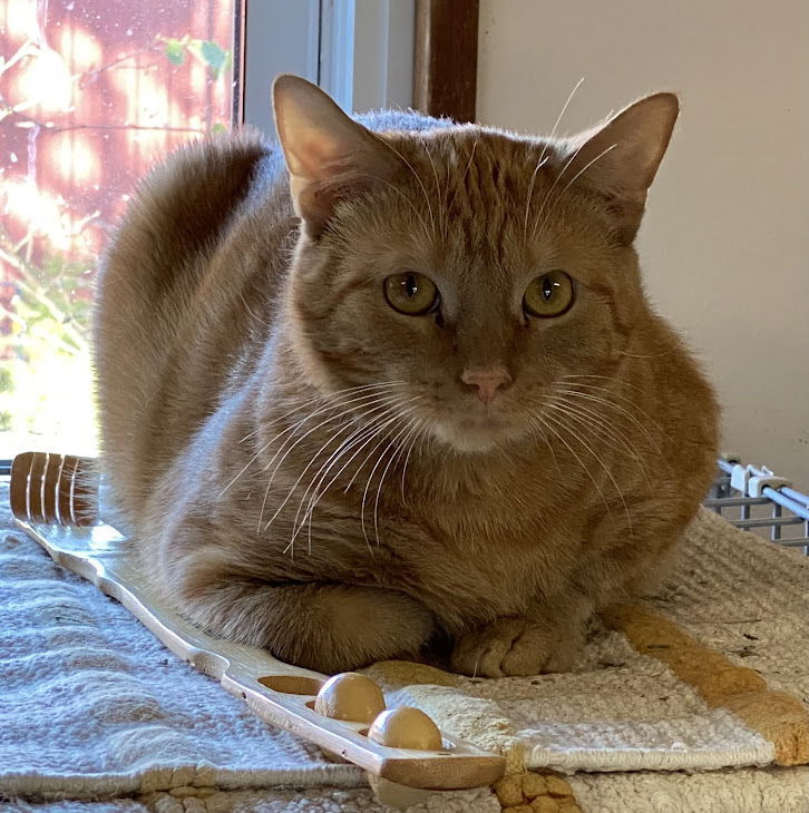 Redmond, an adoptable Tabby in Berkeley Springs, WV, 25411 | Photo Image 2