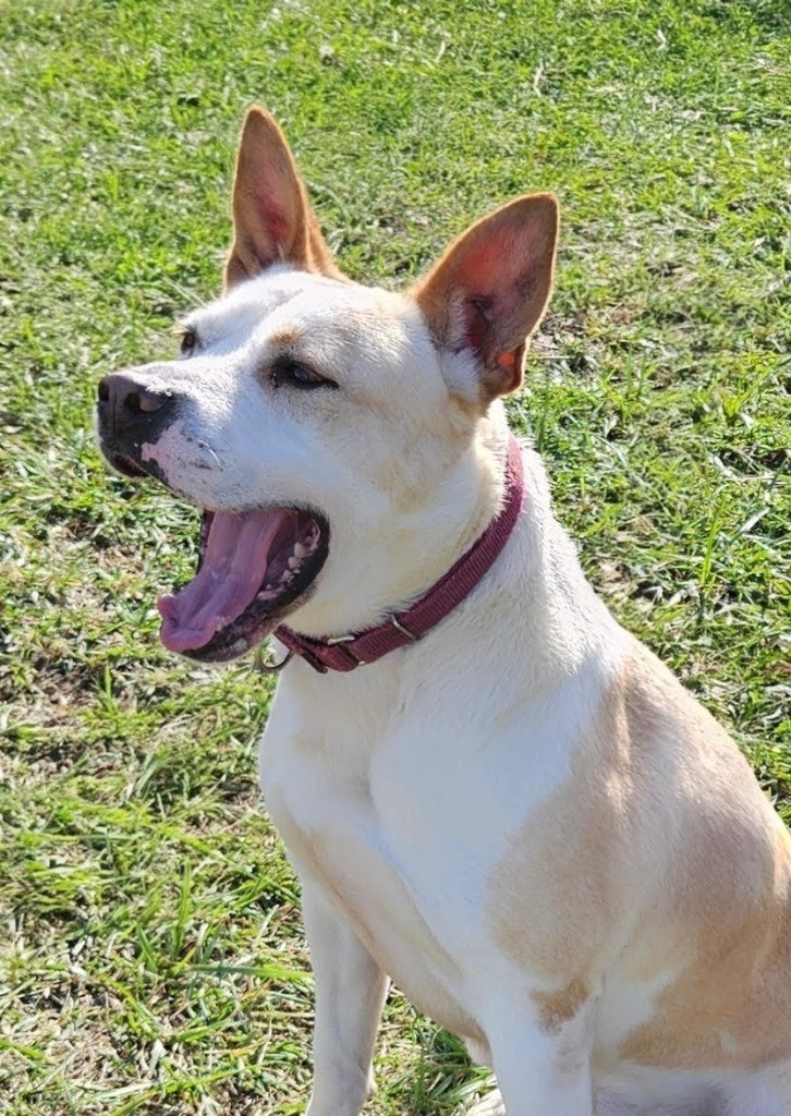 Ace, an adoptable Australian Cattle Dog / Blue Heeler, Pit Bull Terrier in Blountville, TN, 37617 | Photo Image 1