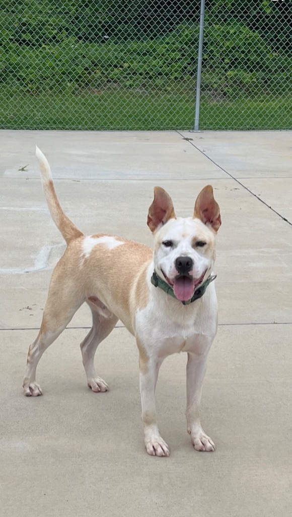 Ace, an adoptable Australian Cattle Dog / Blue Heeler, Pit Bull Terrier in Blountville, TN, 37617 | Photo Image 1