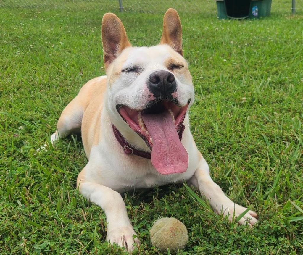 Ace, an adoptable Australian Cattle Dog / Blue Heeler, Pit Bull Terrier in Blountville, TN, 37617 | Photo Image 1