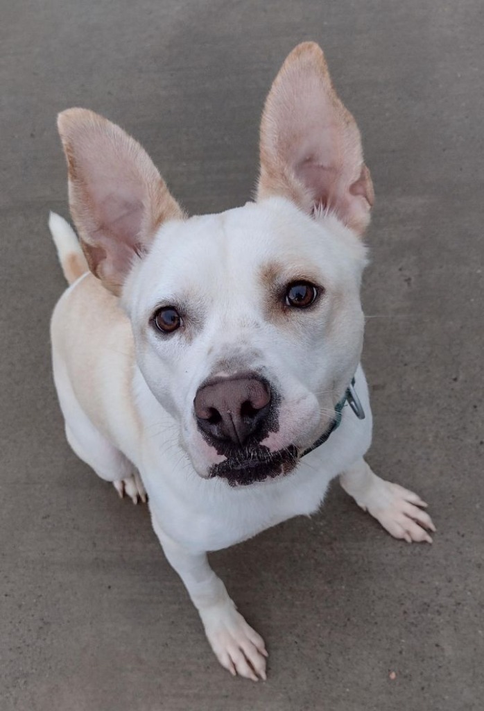 Ace, an adoptable Australian Cattle Dog / Blue Heeler, Pit Bull Terrier in Blountville, TN, 37617 | Photo Image 2