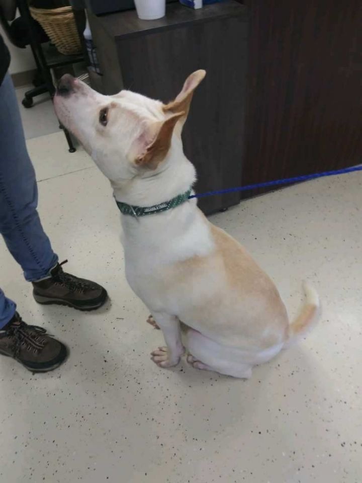 Ace, an adoptable Australian Cattle Dog / Blue Heeler, Pit Bull Terrier in Blountville, TN, 37617 | Photo Image 3