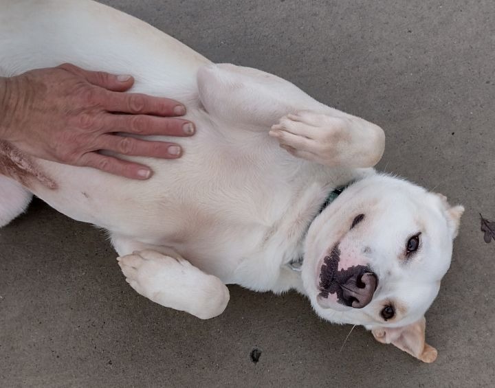 Ace, an adoptable Australian Cattle Dog / Blue Heeler, Pit Bull Terrier in Blountville, TN, 37617 | Photo Image 4