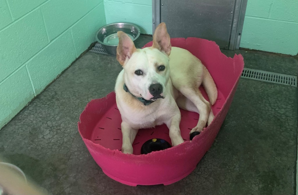 Ace, an adoptable Australian Cattle Dog / Blue Heeler, Pit Bull Terrier in Blountville, TN, 37617 | Photo Image 5