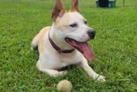 Ace, an adoptable Australian Cattle Dog / Blue Heeler, Pit Bull Terrier in Blountville, TN, 37617 | Photo Image 6