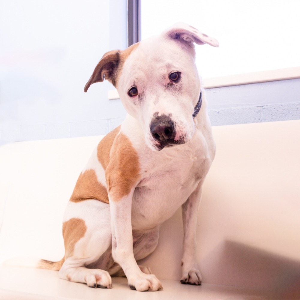 Miss Molly, an adoptable Staffordshire Bull Terrier in Blountville, TN, 37617 | Photo Image 1