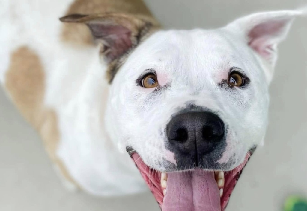 Miss Molly, an adoptable Staffordshire Bull Terrier in Blountville, TN, 37617 | Photo Image 1