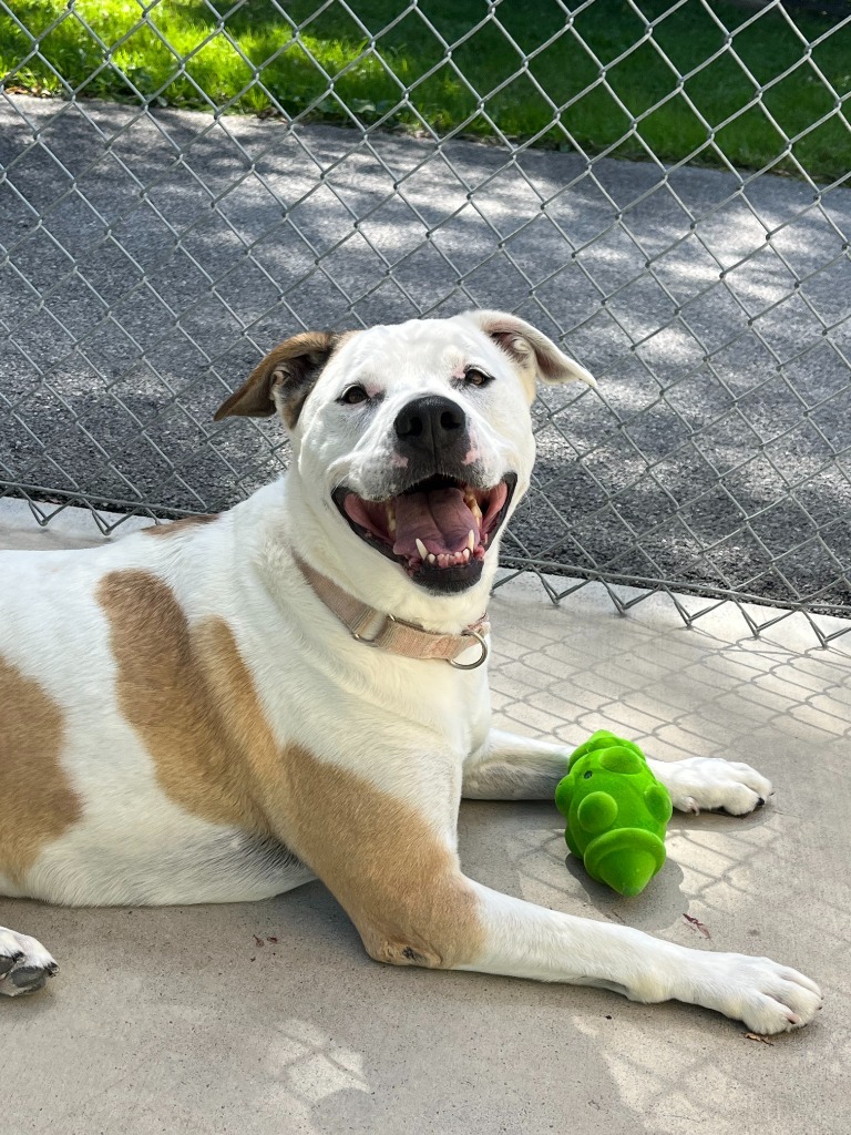 Miss Molly, an adoptable Staffordshire Bull Terrier in Blountville, TN, 37617 | Photo Image 1