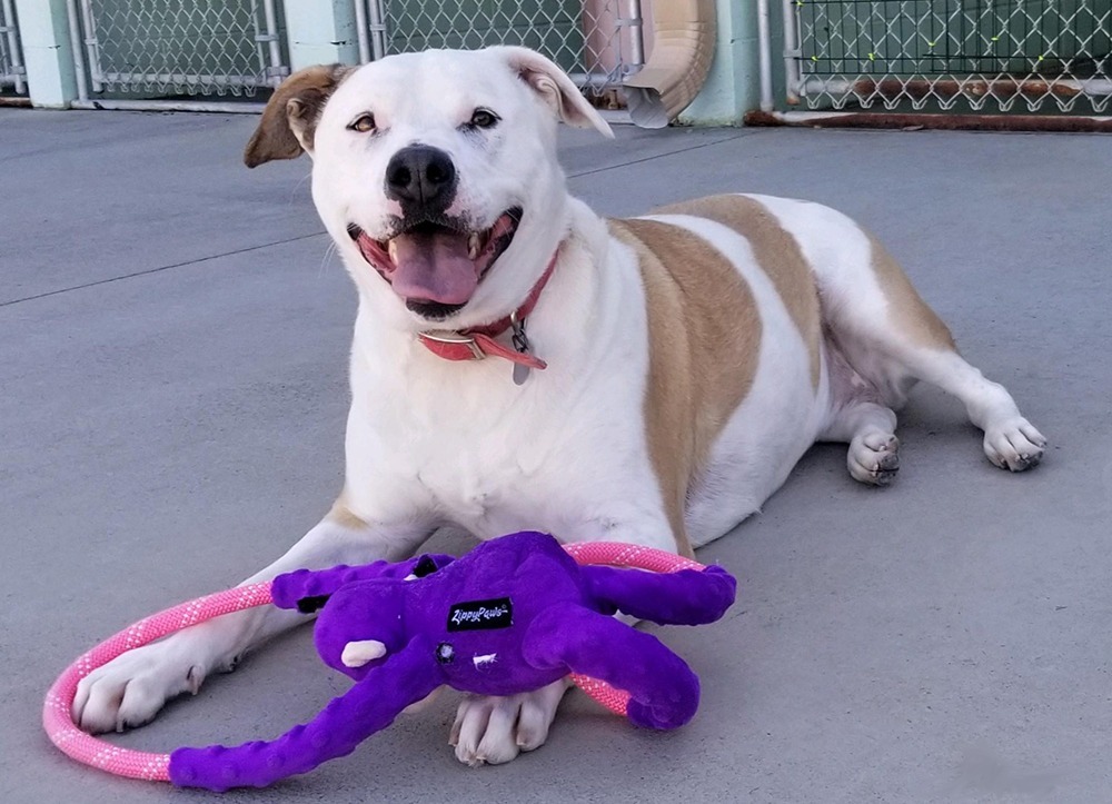 Miss Molly, an adoptable Staffordshire Bull Terrier in Blountville, TN, 37617 | Photo Image 2