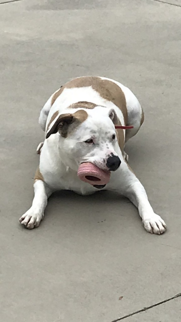 Miss Molly, an adoptable Staffordshire Bull Terrier in Blountville, TN, 37617 | Photo Image 3