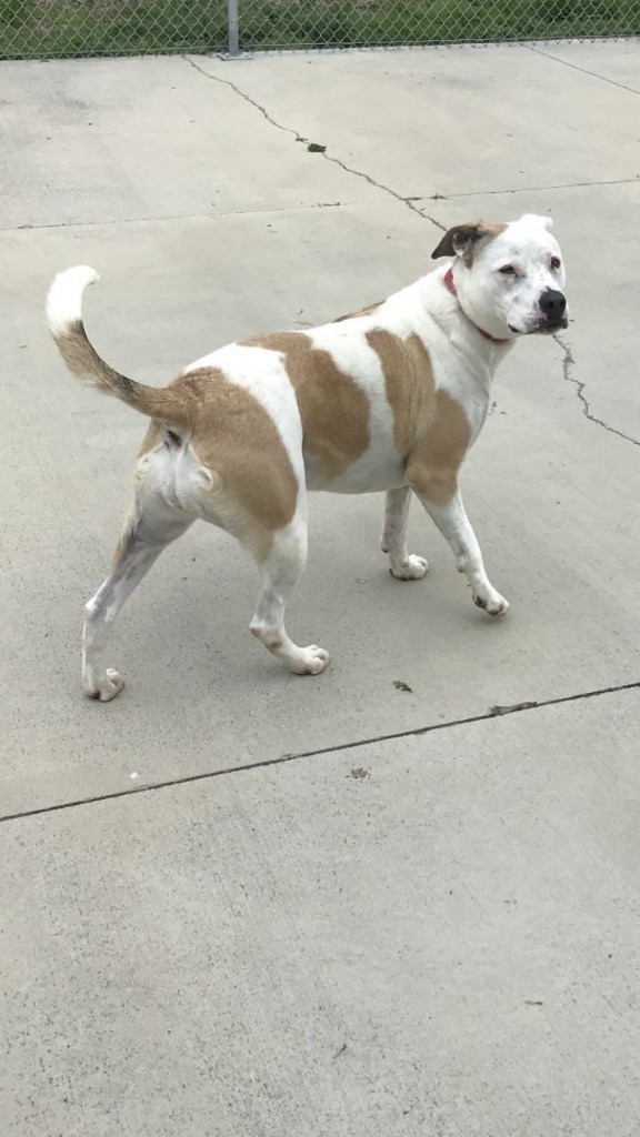 Miss Molly, an adoptable Staffordshire Bull Terrier in Blountville, TN, 37617 | Photo Image 4