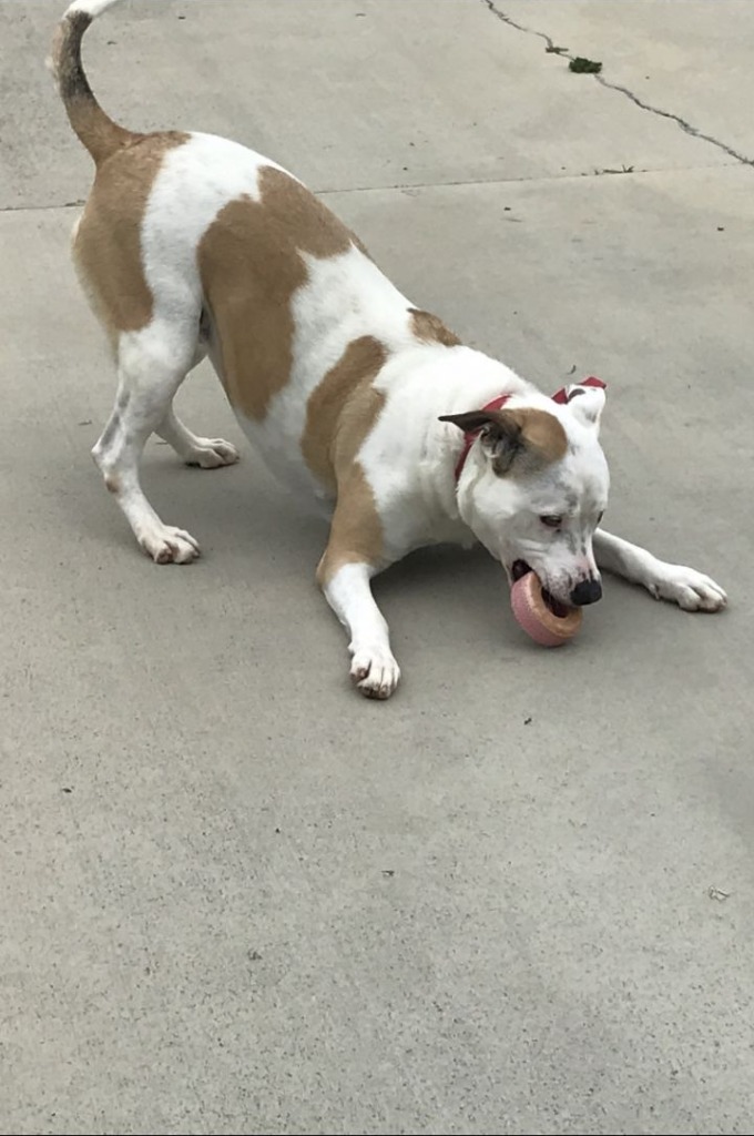 Miss Molly, an adoptable Staffordshire Bull Terrier in Blountville, TN, 37617 | Photo Image 5