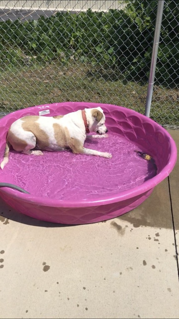 Miss Molly, an adoptable Staffordshire Bull Terrier in Blountville, TN, 37617 | Photo Image 6