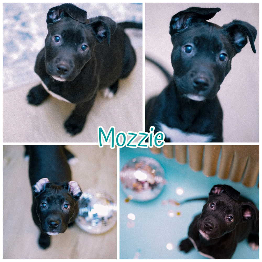 Mozzie