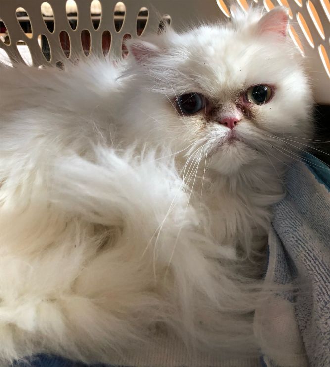 Exploring Persian Cat Rescues and Shelters