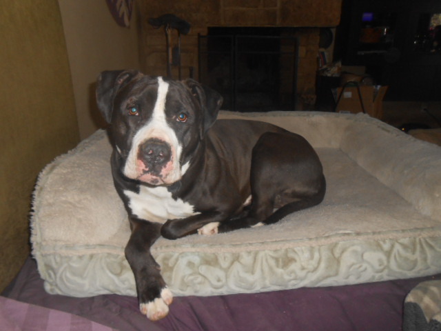 Jaxx, an adoptable Bull Terrier in North Jackson, OH, 44451 | Photo Image 2