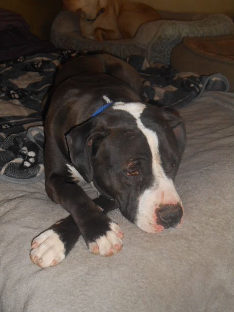 Jaxx, an adoptable Bull Terrier in North Jackson, OH, 44451 | Photo Image 3