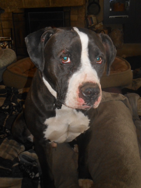 Jaxx, an adoptable Bull Terrier in North Jackson, OH, 44451 | Photo Image 4