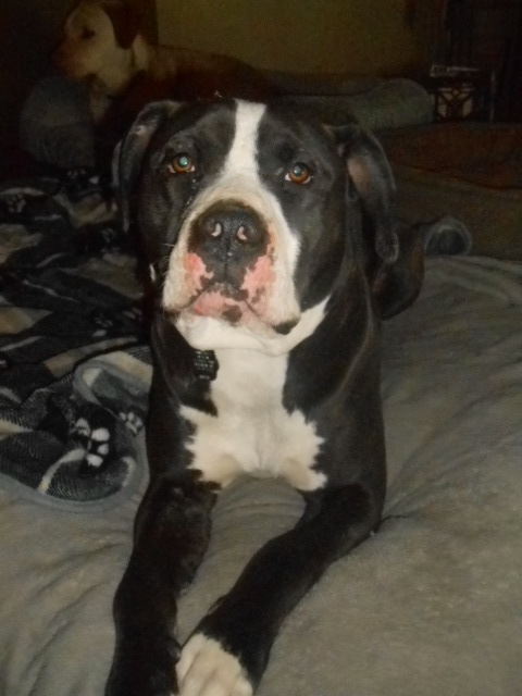 Jaxx, an adoptable Bull Terrier in North Jackson, OH, 44451 | Photo Image 5