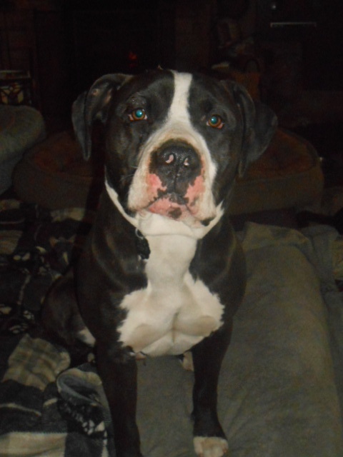 Jaxx, an adoptable Bull Terrier in North Jackson, OH, 44451 | Photo Image 6