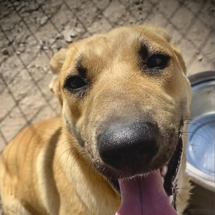 Nala 1