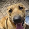 Nala photo 1