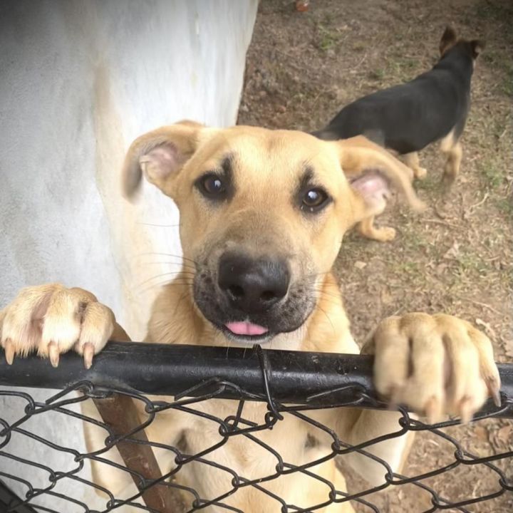 Nala 2