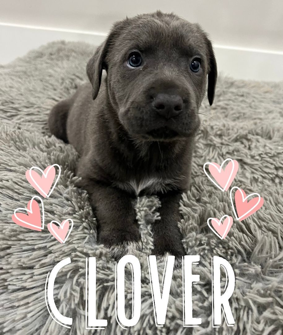 Clover