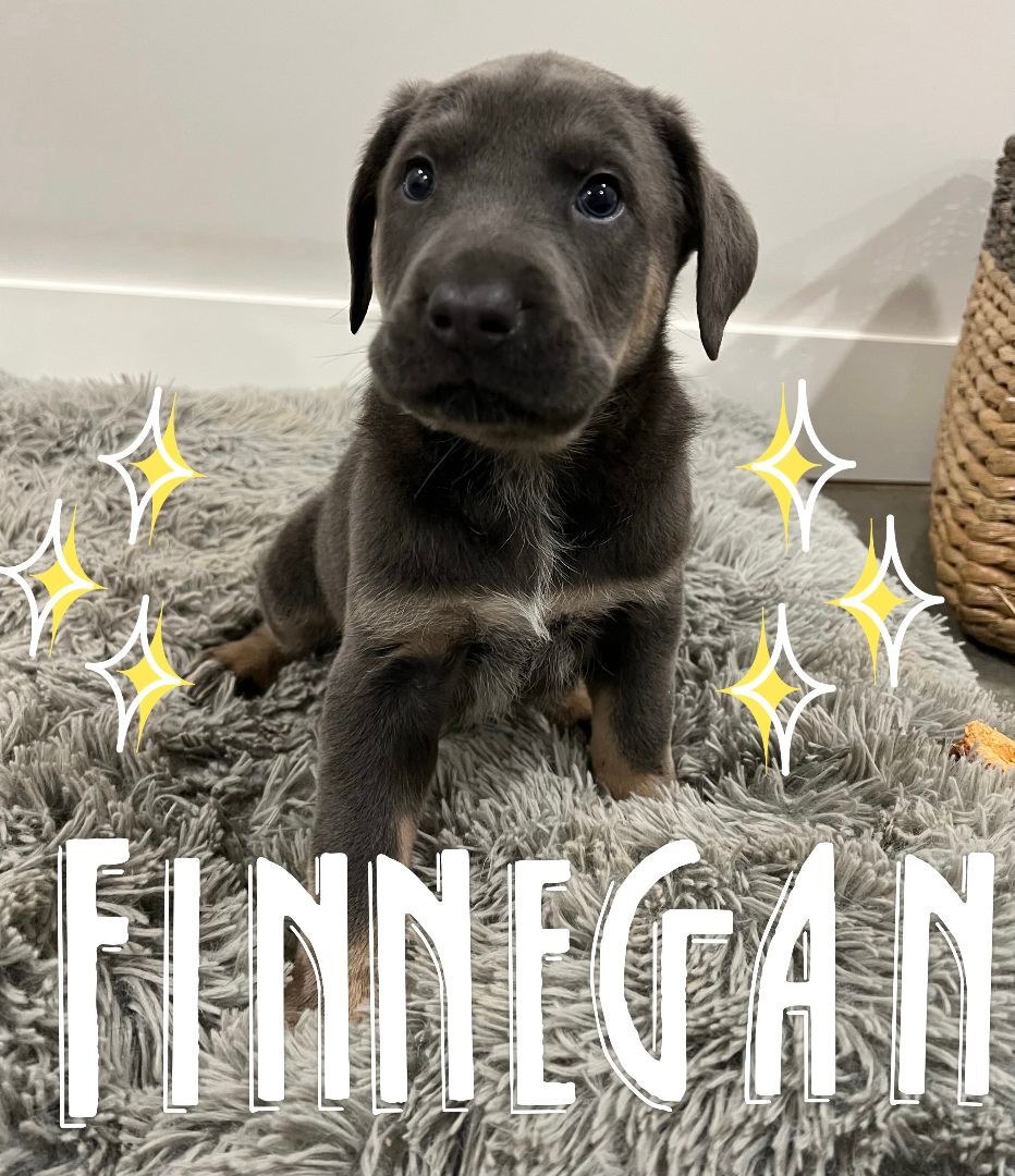 Finnegan