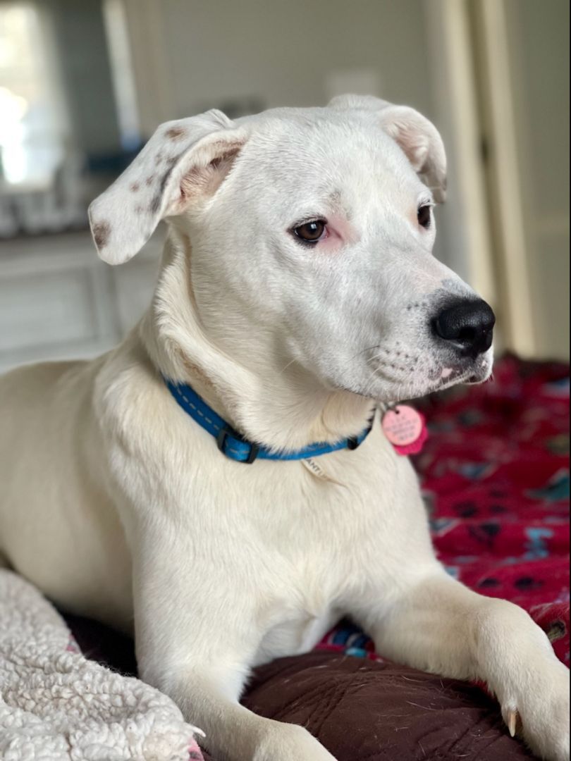 white lab boxer mix puppies