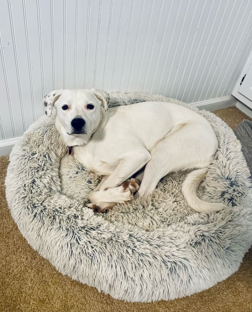 Willow, an adoptable Labrador Retriever, Boxer in Greenville, SC, 29607 | Photo Image 4
