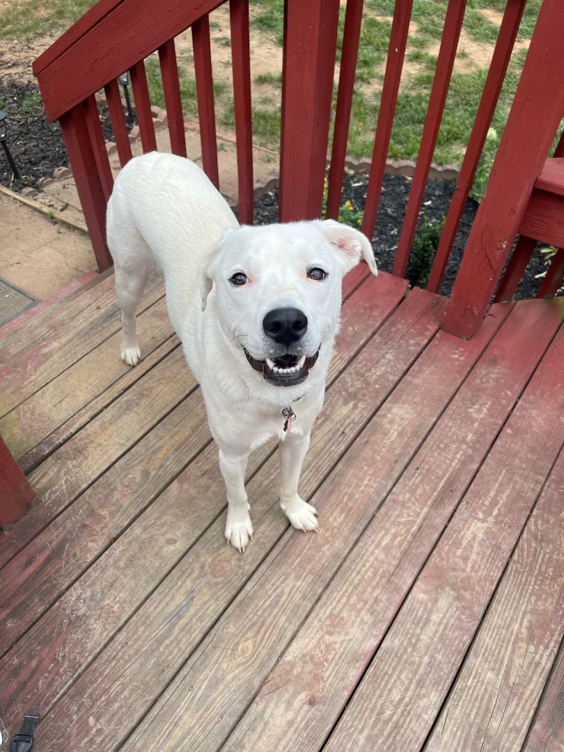 Willow, an adoptable Labrador Retriever, Boxer in Greenville, SC, 29607 | Photo Image 5