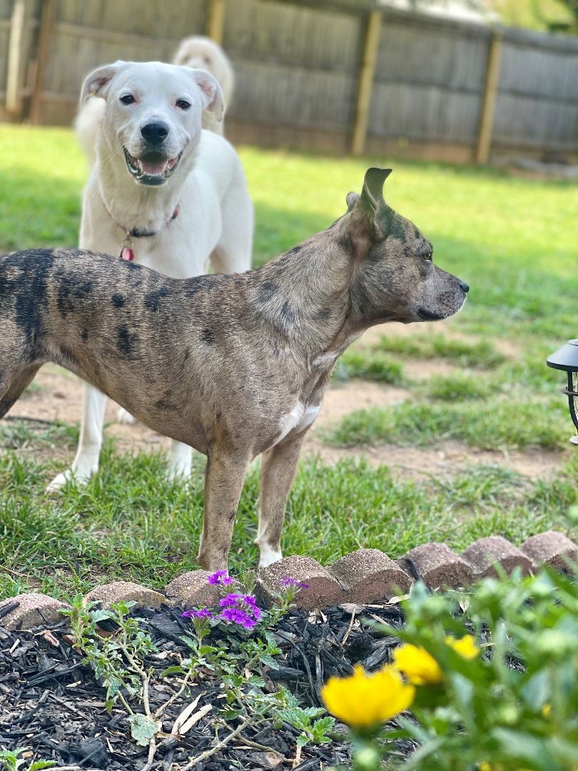 Willow, an adoptable Labrador Retriever, Boxer in Greenville, SC, 29607 | Photo Image 6