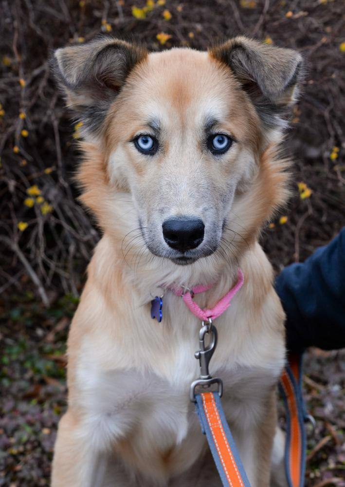 Husky 2024 collie mix