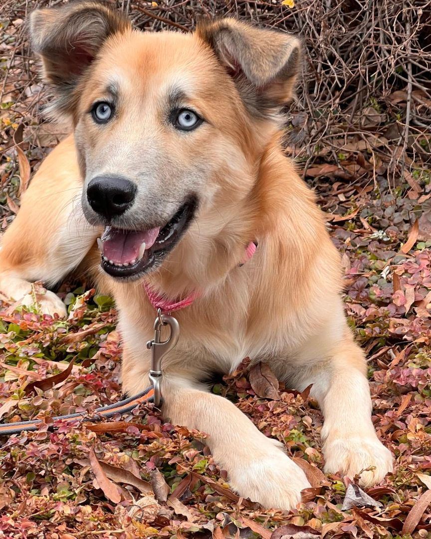 Samara, an adoptable Husky, Border Collie in Winston-Salem, NC, 27101 | Photo Image 2