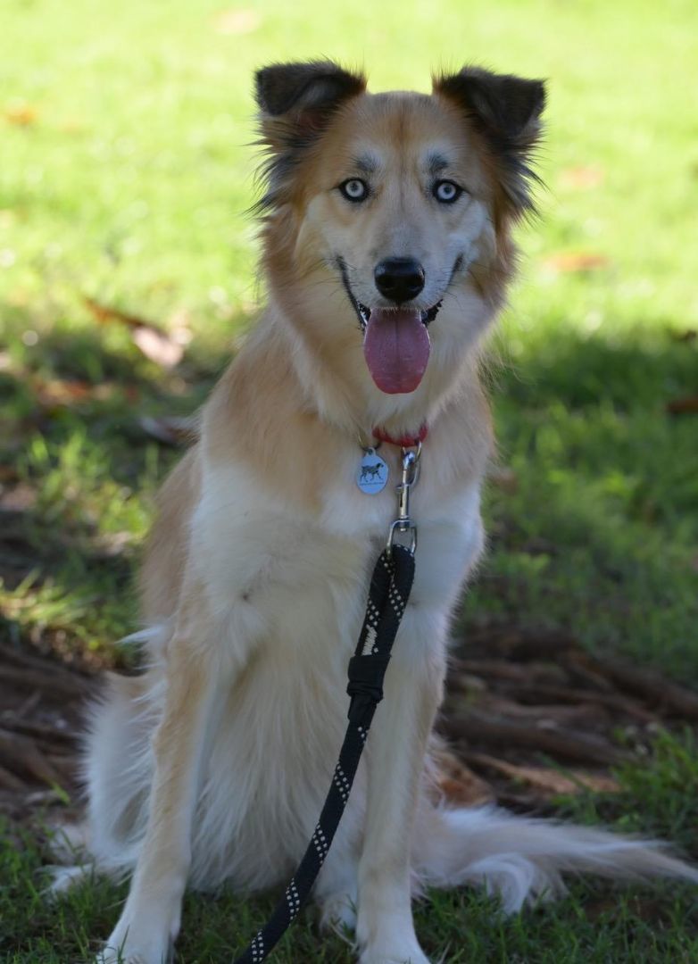 Samara, an adoptable Husky, Border Collie in Winston-Salem, NC, 27101 | Photo Image 4