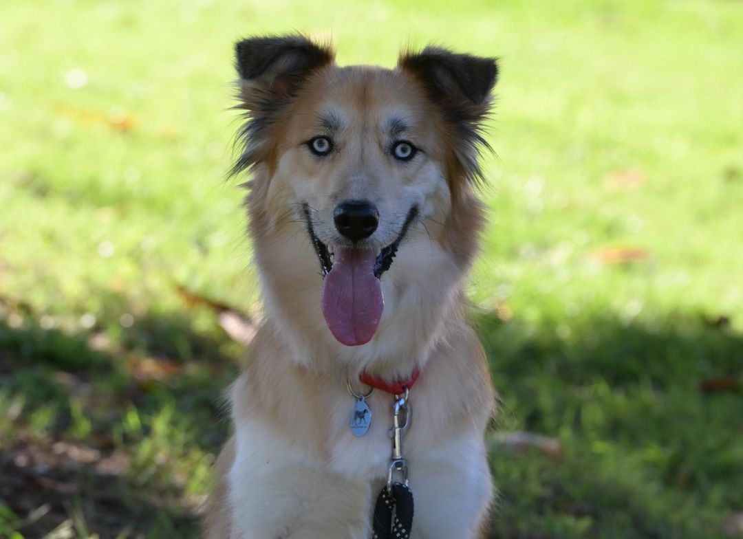 Samara, an adoptable Husky, Border Collie in Winston-Salem, NC, 27101 | Photo Image 6
