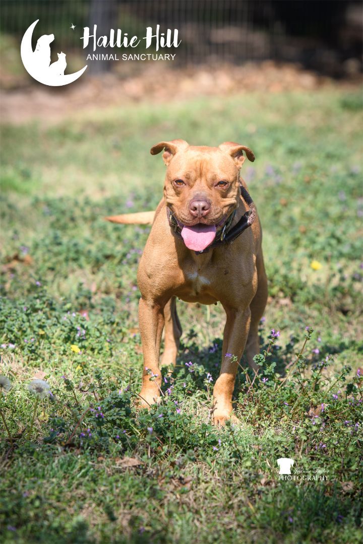 Sally, an adoptable Staffordshire Bull Terrier, Mixed Breed in Hollywood, SC, 29449 | Photo Image 1