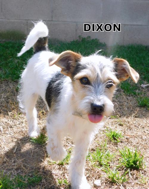 Dixon (Puppy)