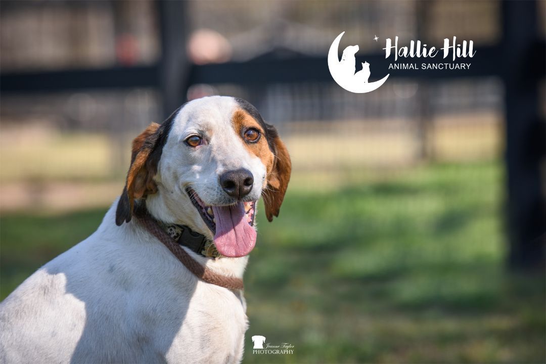 Bubba, an adoptable Hound in Hollywood, SC, 29449 | Photo Image 1